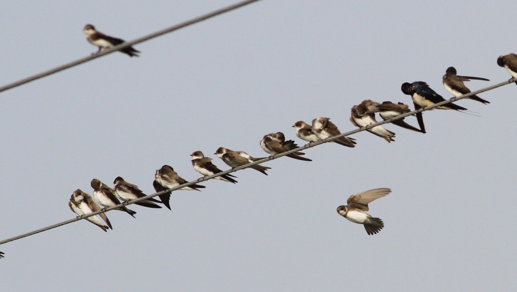 Sand Martin