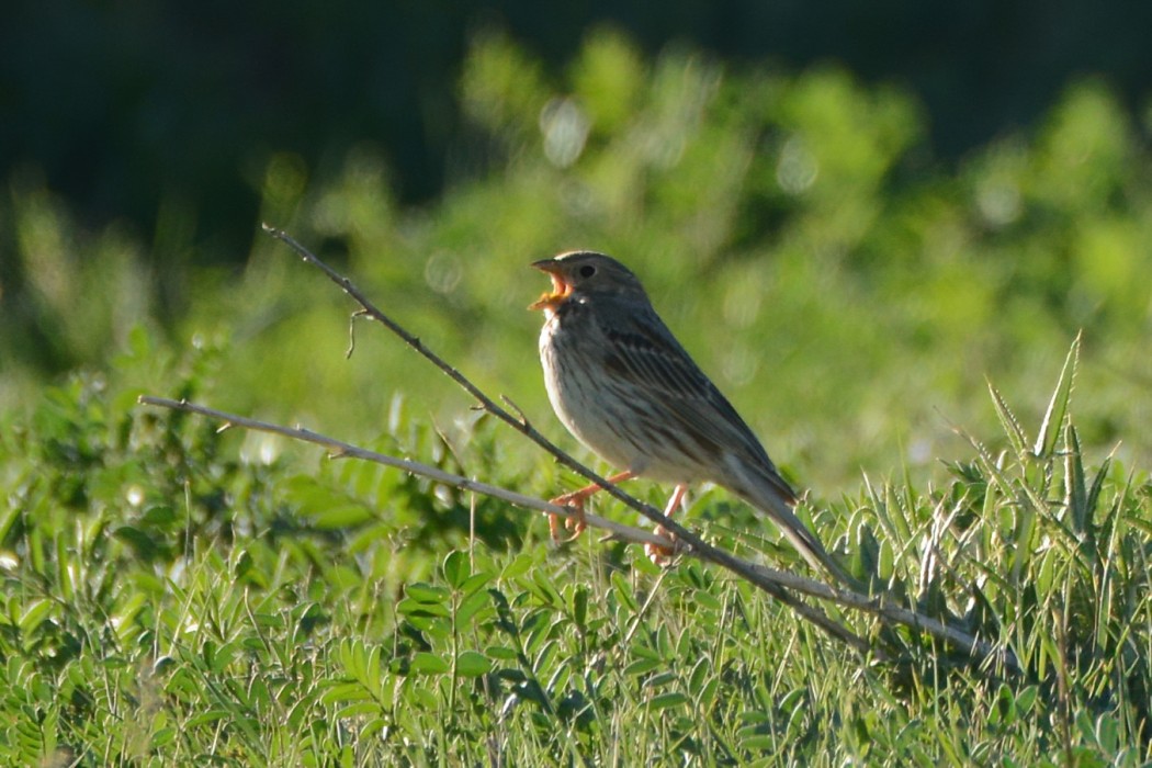 Corn Bunting