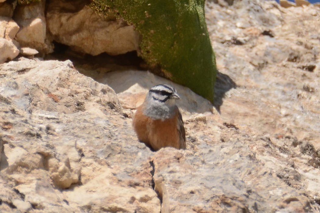 Rock Bunting