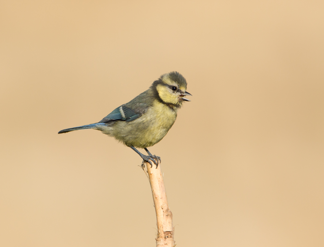 Eurasian Blue Tit