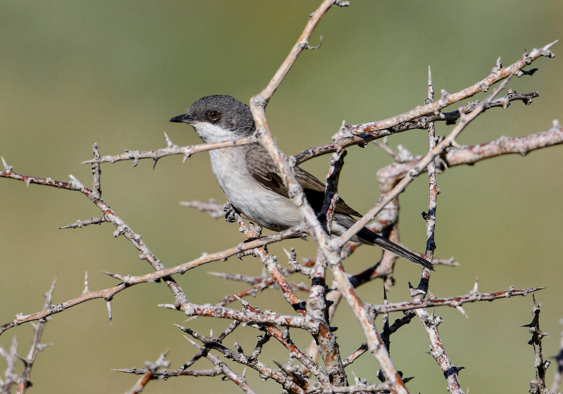 Lesser Whitethroat