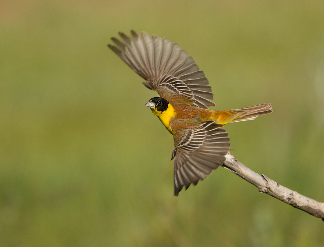 Black-headed Bunting