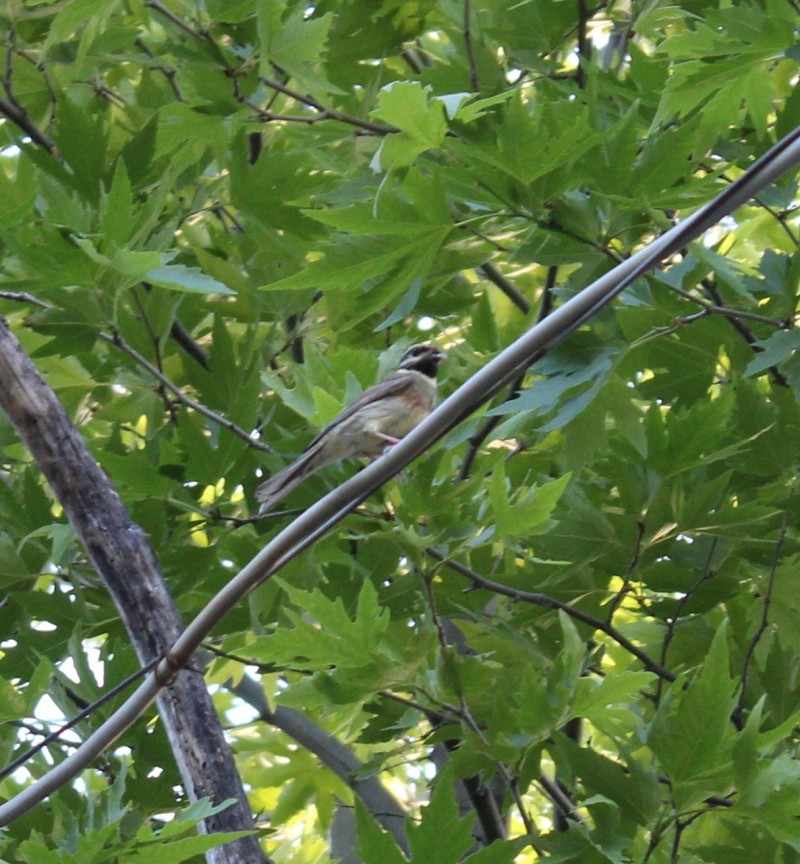 Cirl Bunting