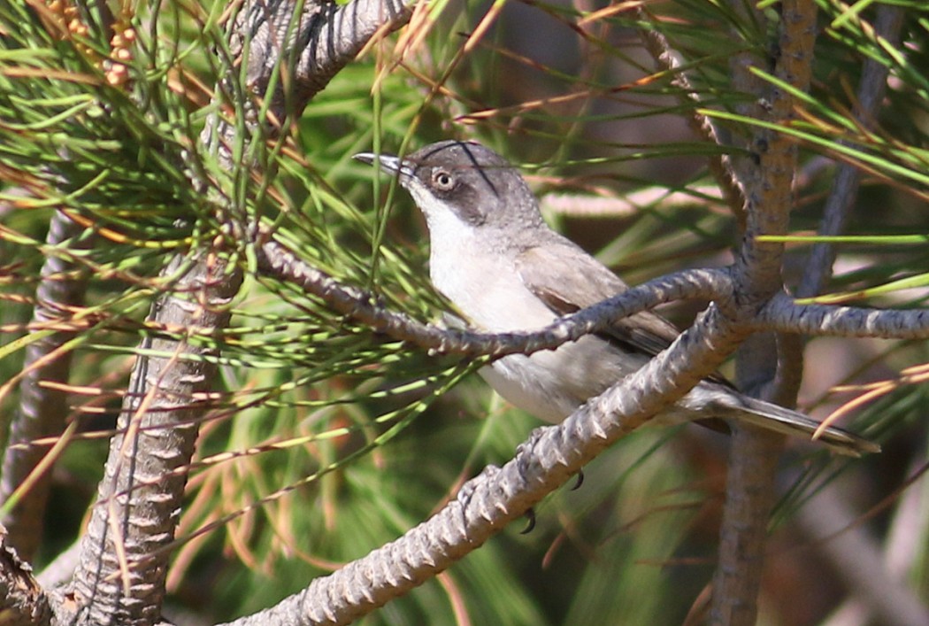 Eastern Orphean Warbler