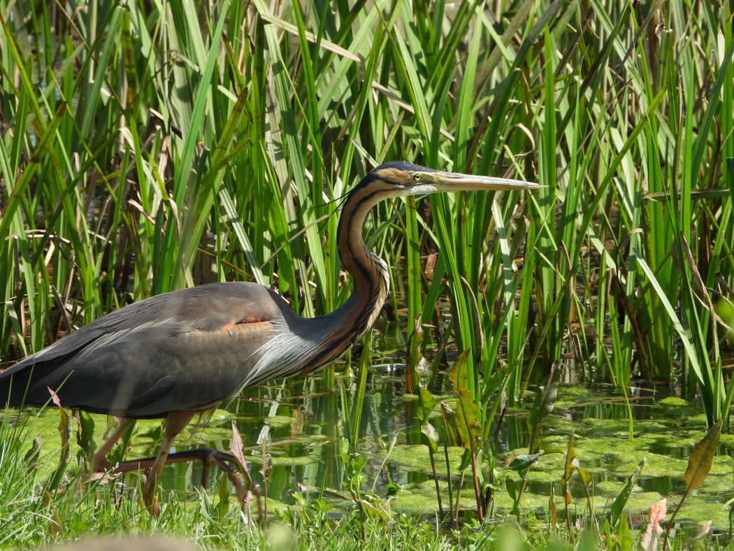 Purple Heron