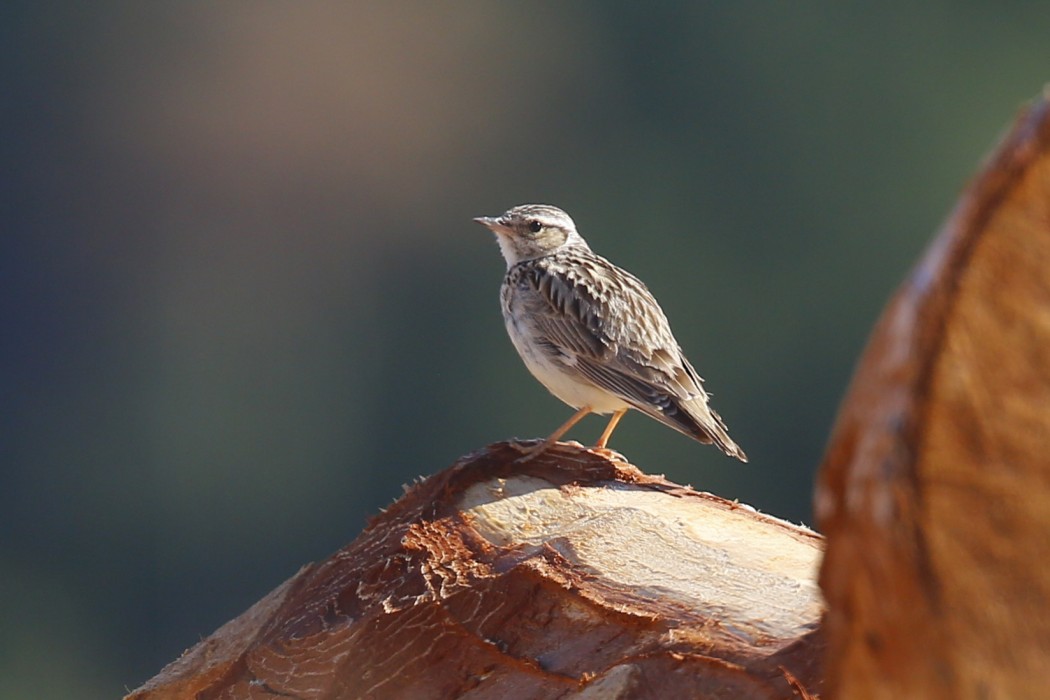 Woodlark
