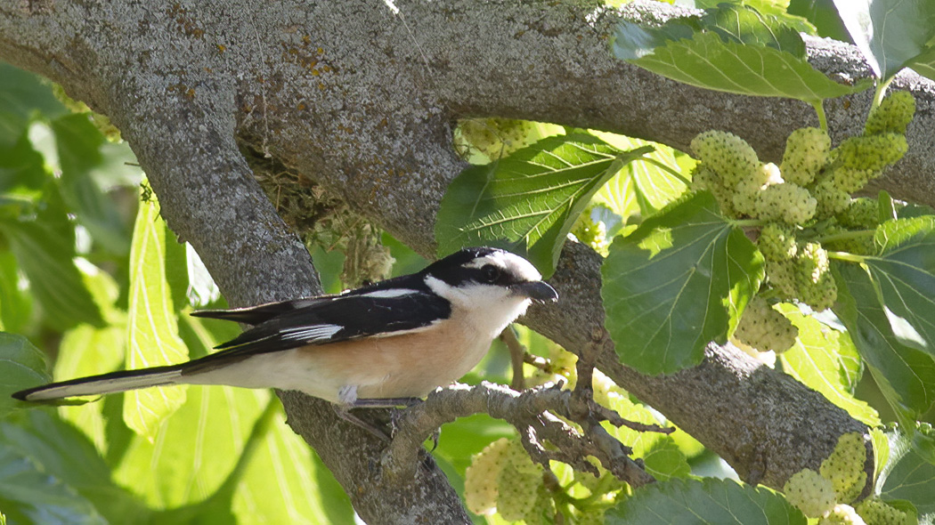 Masked Shrike