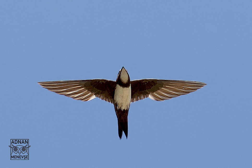 Alpine Swift