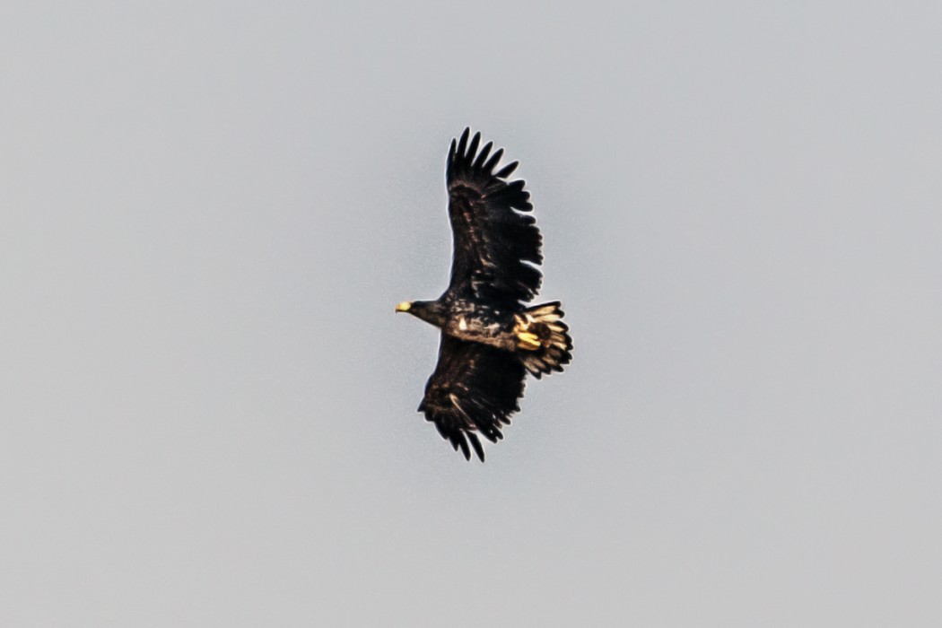 White-tailed Eagle
