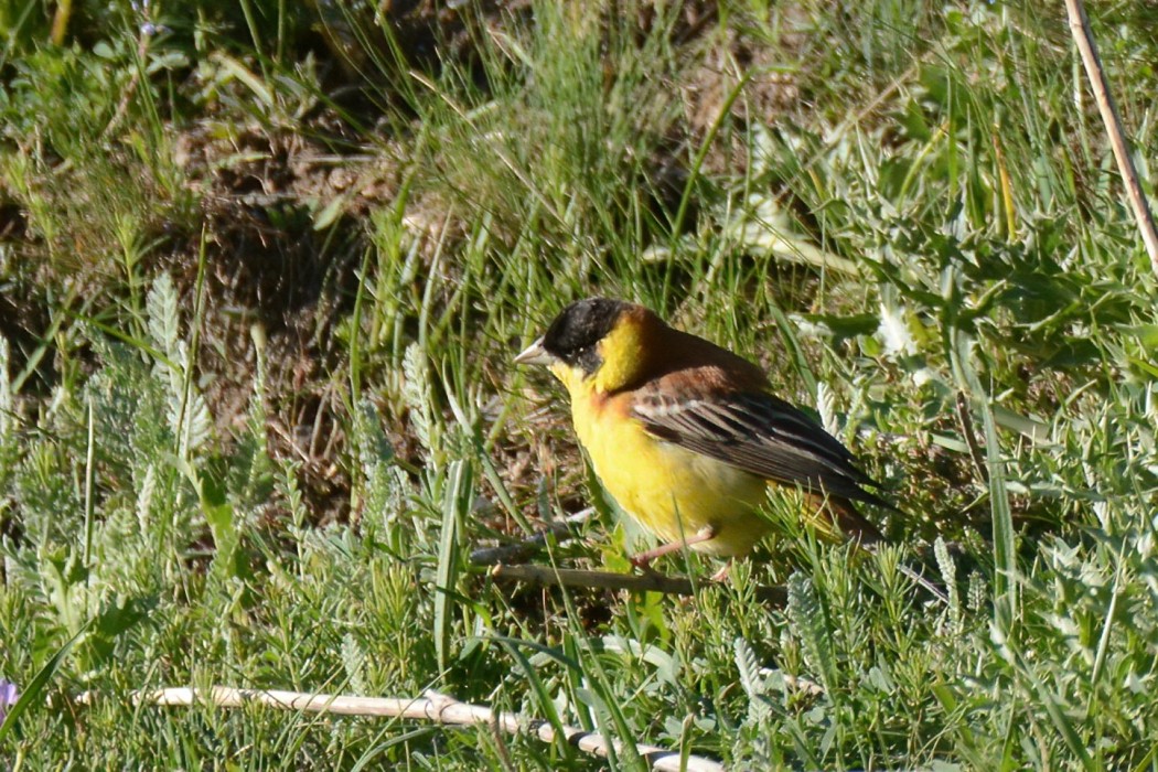 Black-headed Bunting