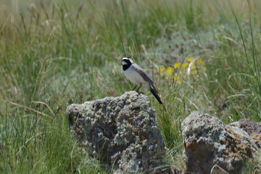 Horned Lark