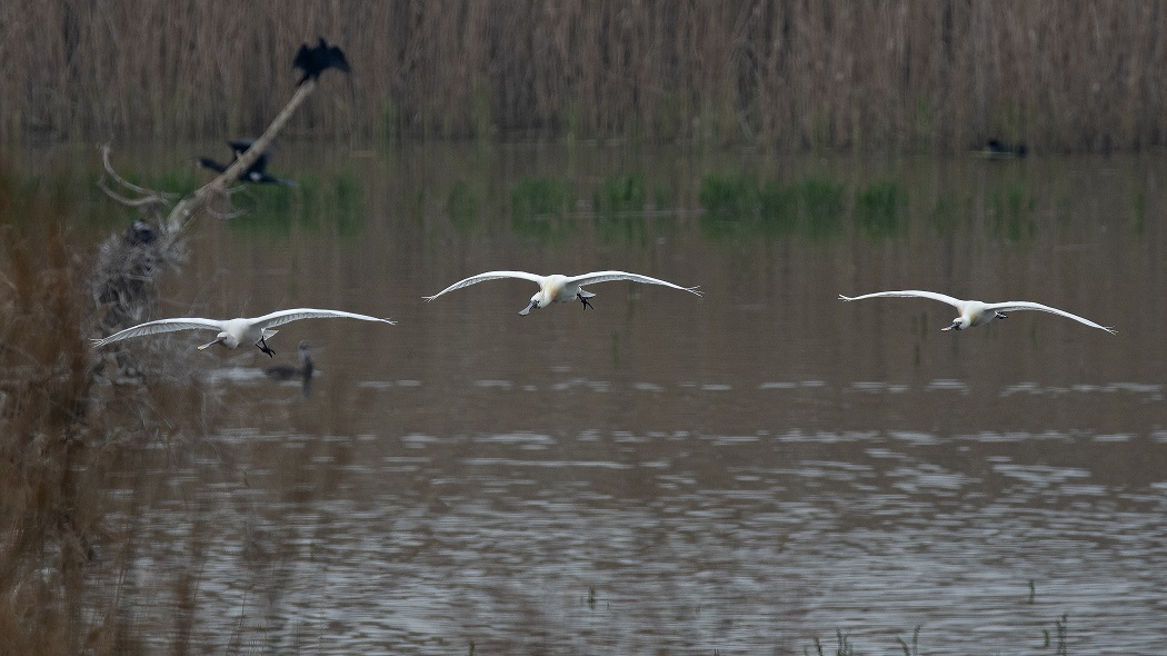 Eurasian Spoonbill
