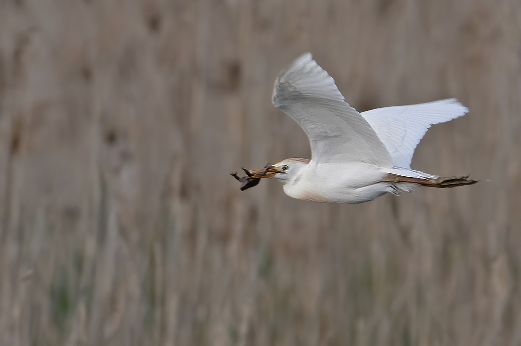 Western Cattle Egret