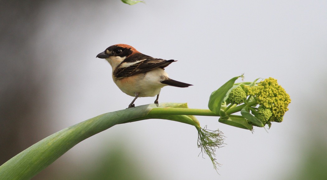 Woodchat Shrike
