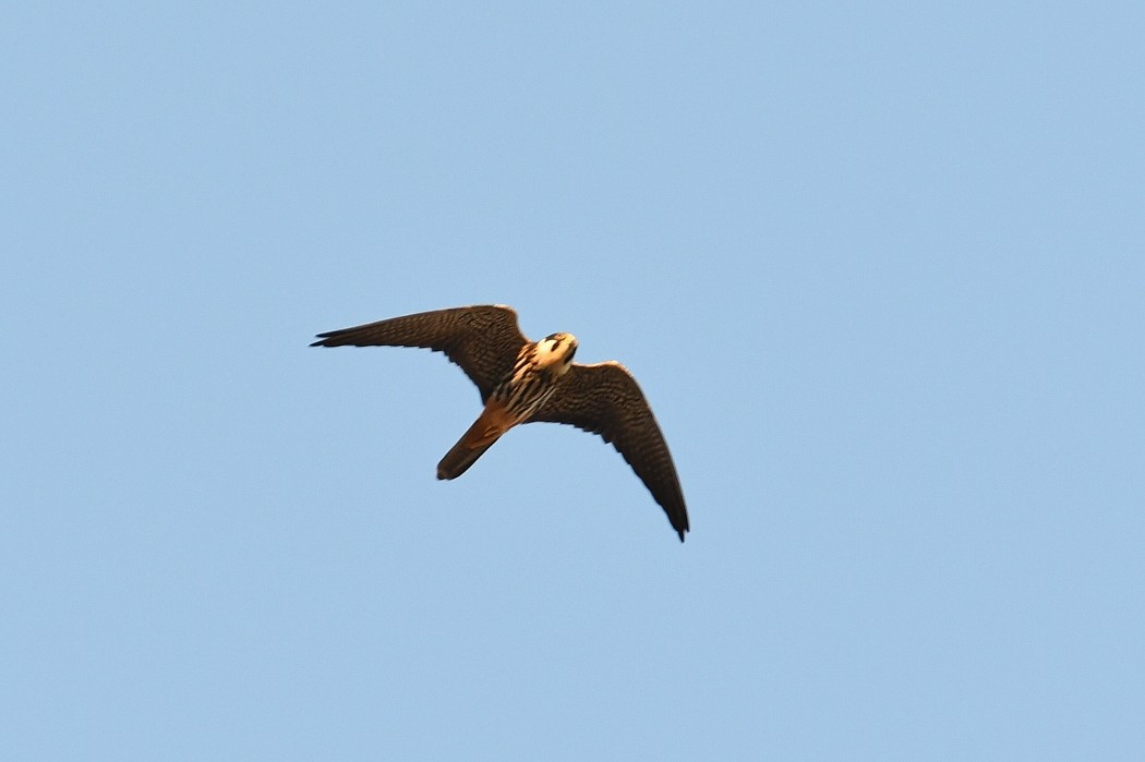 Eurasian Hobby