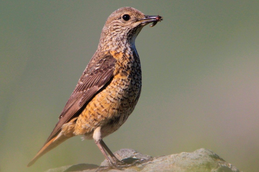 Common Rock Thrush