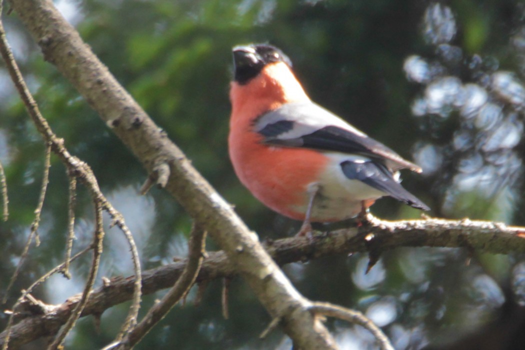 Eurasian Bullfinch