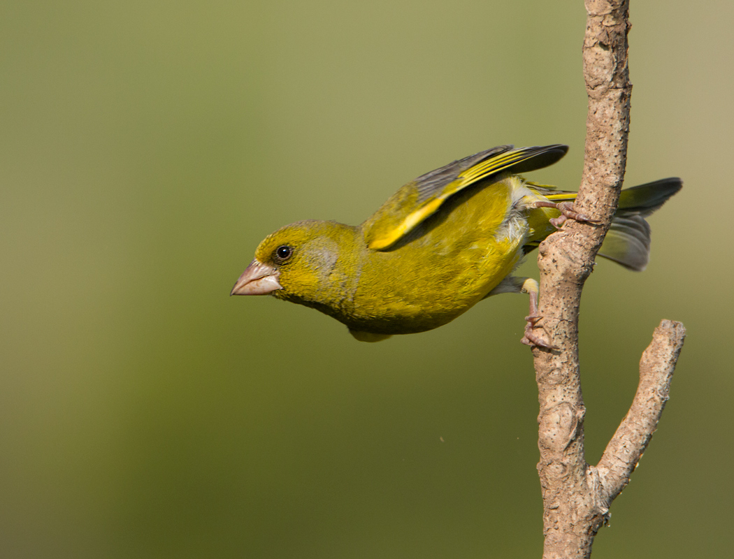 European Greenfinch