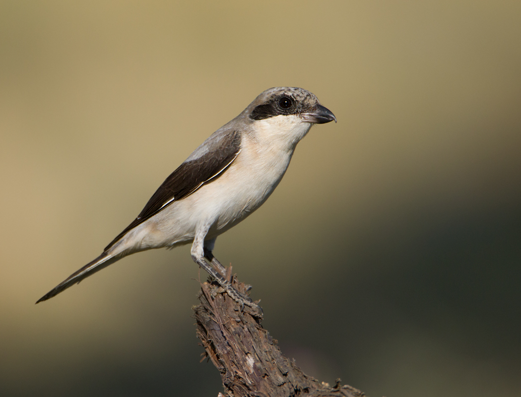 Lesser Grey Shrike