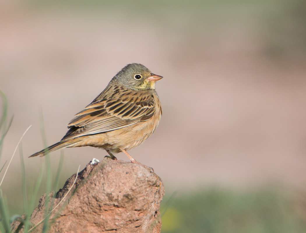 Ortolan Bunting