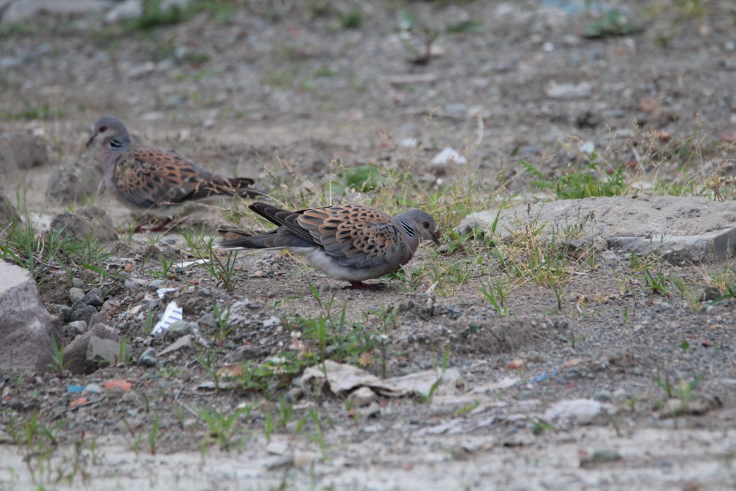 European Turtle Dove