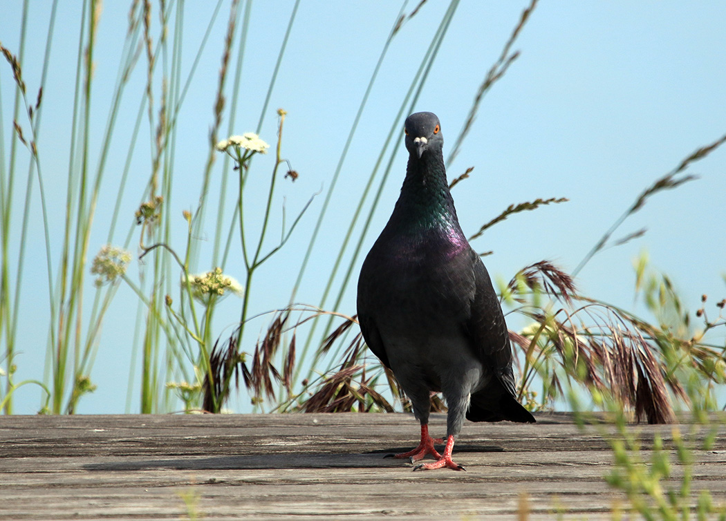 Rock Dove