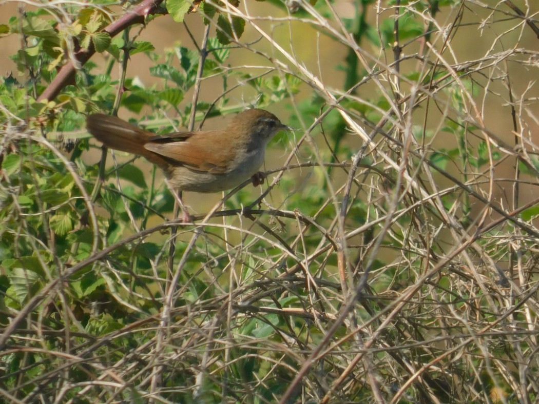 Cetti`s Warbler
