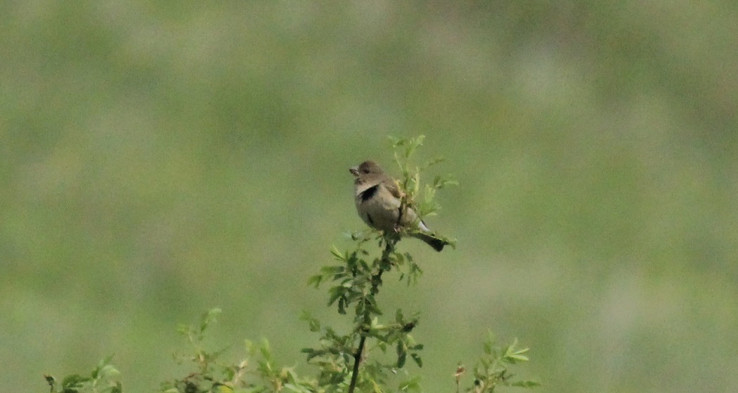 Common Rosefinch