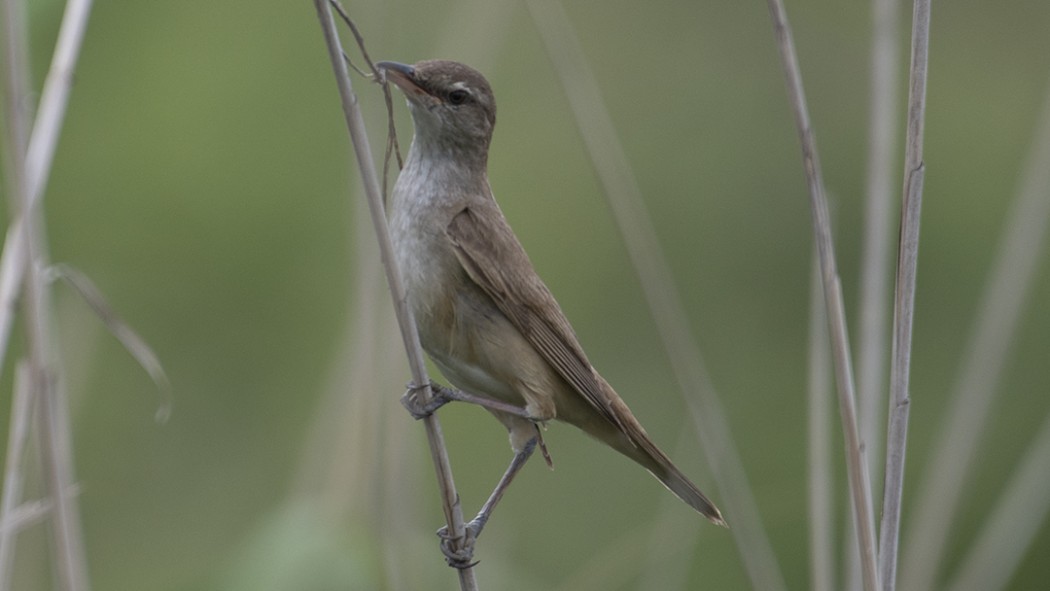 Great Reed Warbler