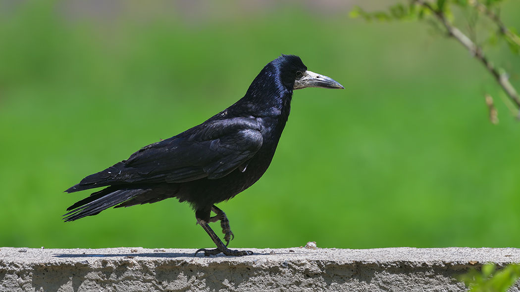 Rook