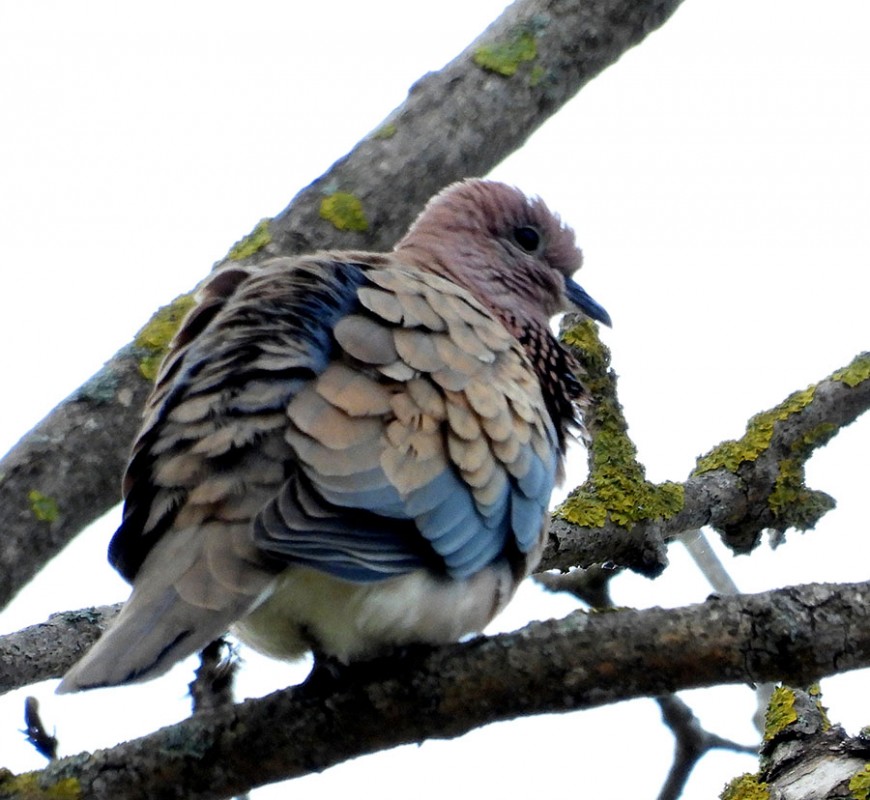 Laughing Dove