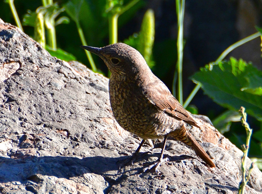 Common Rock Thrush