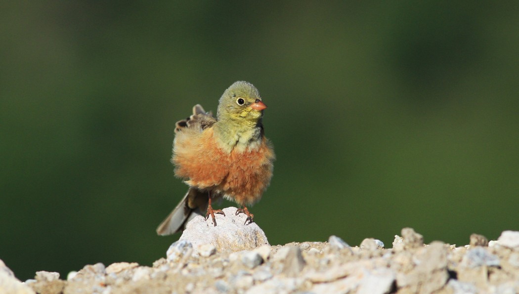 Ortolan Bunting