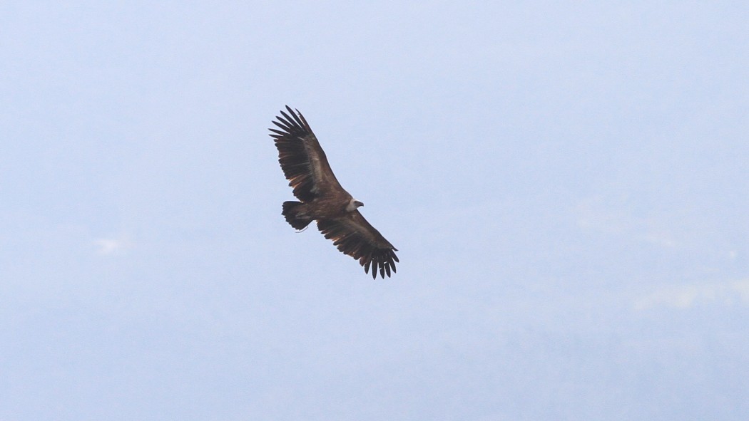 Griffon Vulture