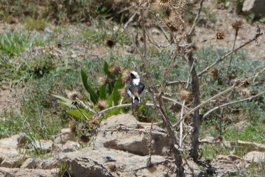 Finsch`s Wheatear