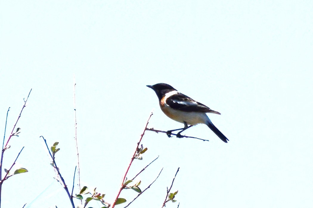 Siberian Stonechat