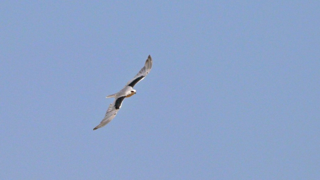 Black-winged Kite