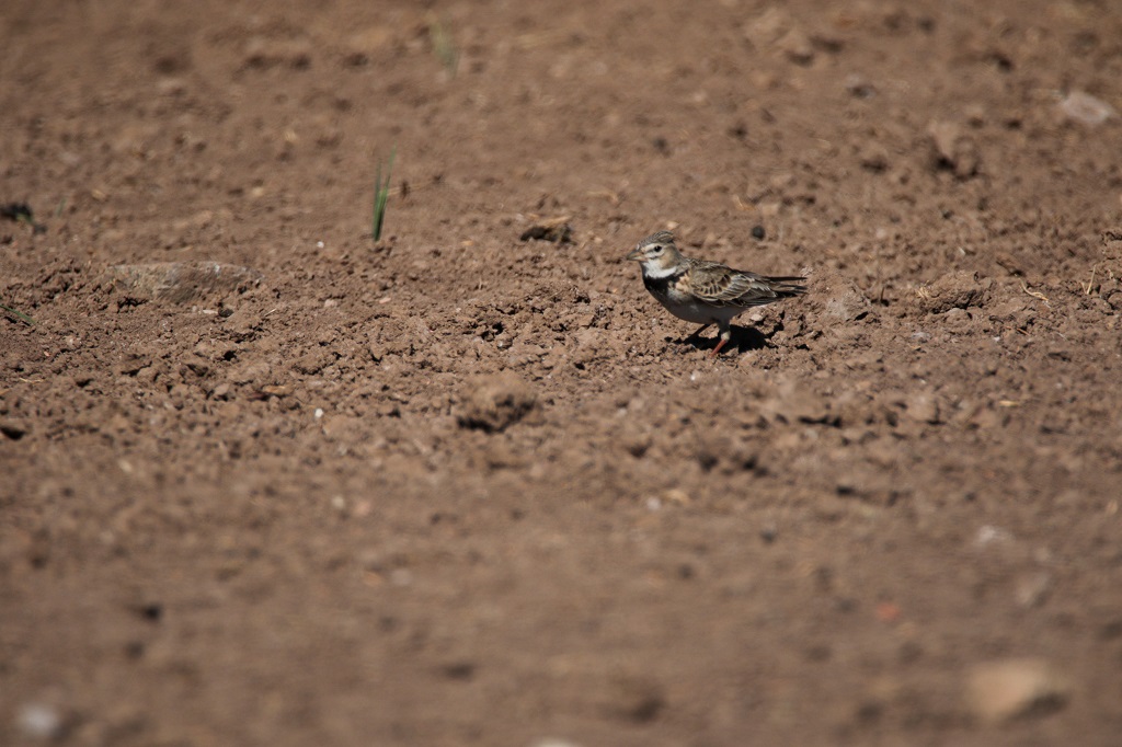 Calandra Lark