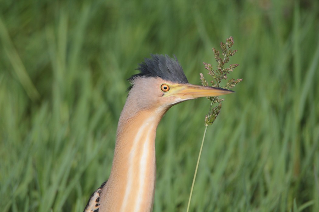 Little Bittern