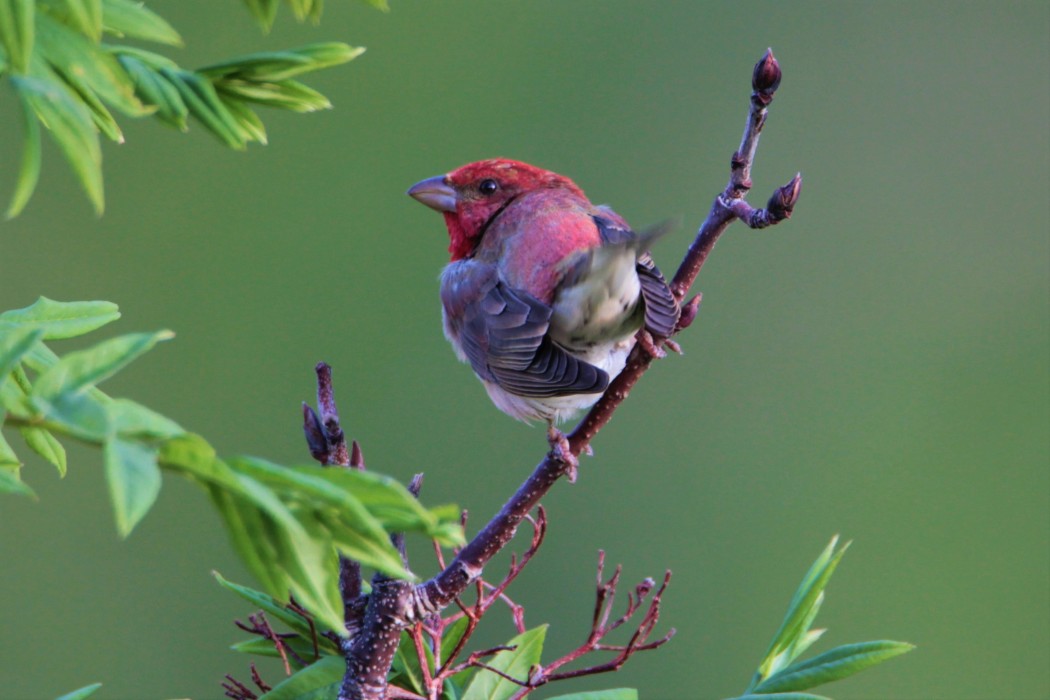 Common Rosefinch