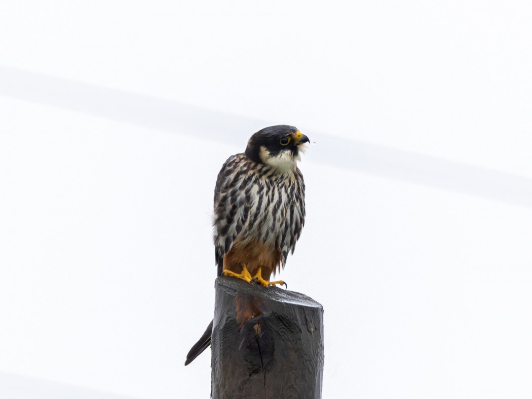 Eurasian Hobby