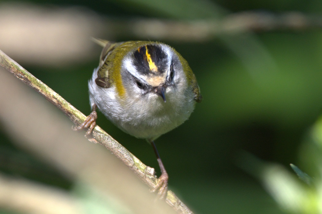 Common Firecrest
