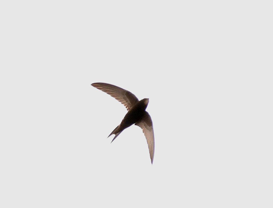 Common Swift