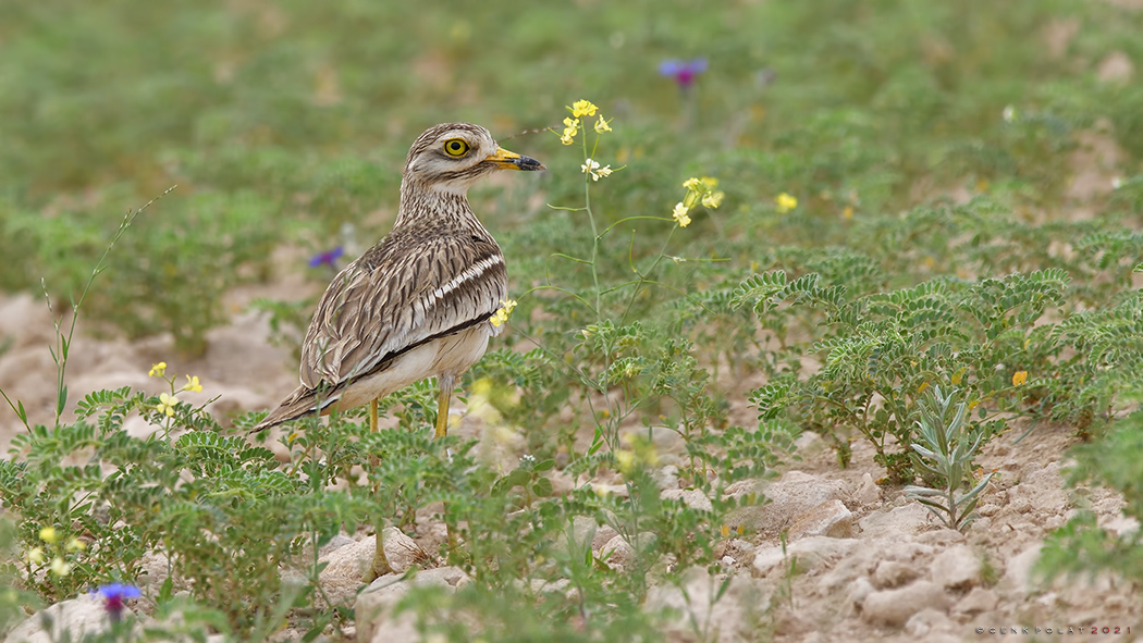 Eurasian Stone-curlew