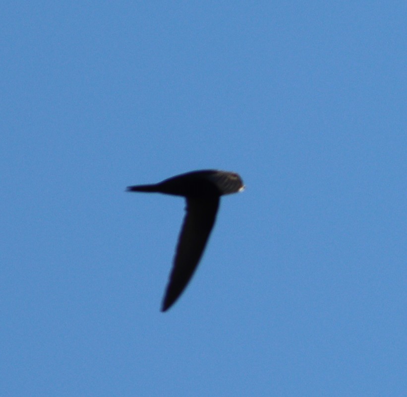 Common Swift