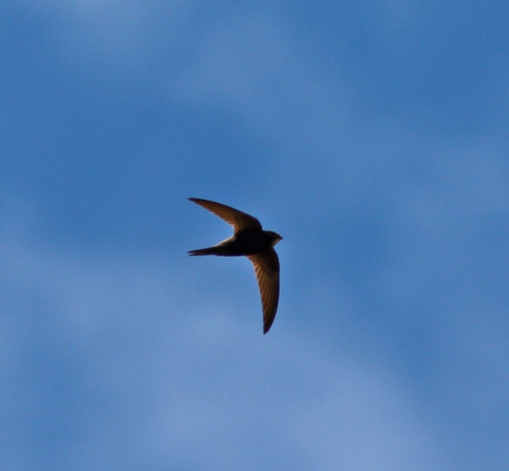 Common Swift