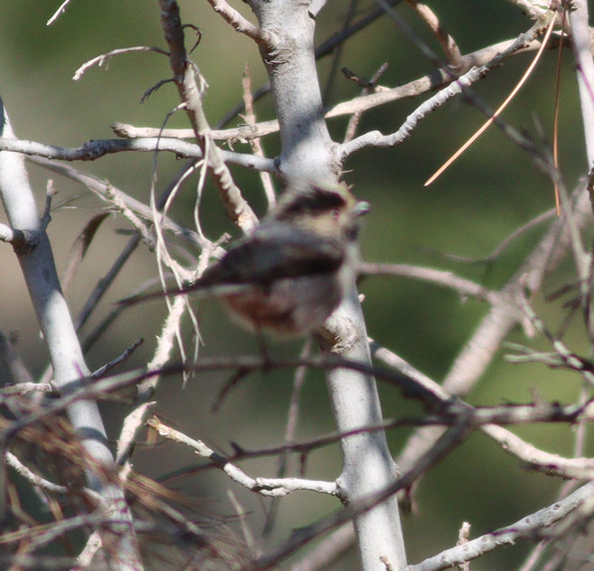 Long-tailed Tit