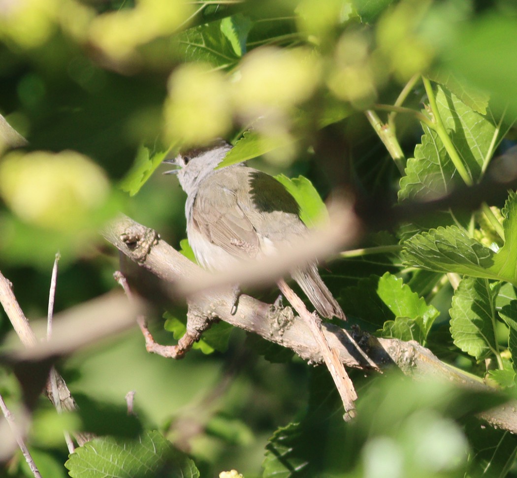 Eurasian Blackcap