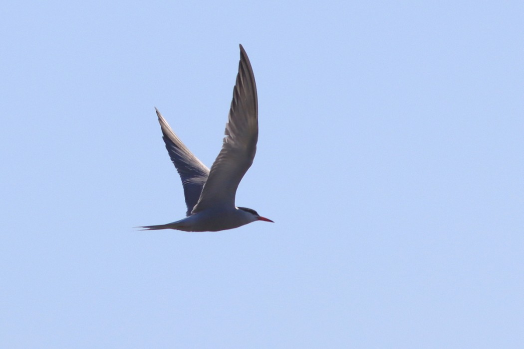 Common Tern