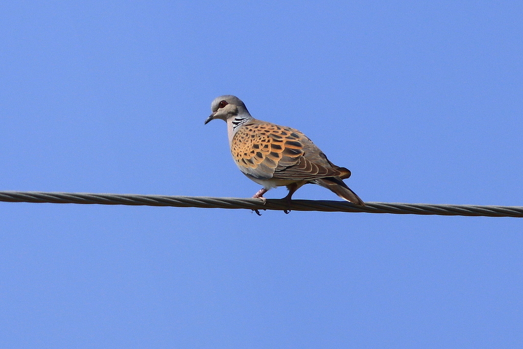 European Turtle Dove